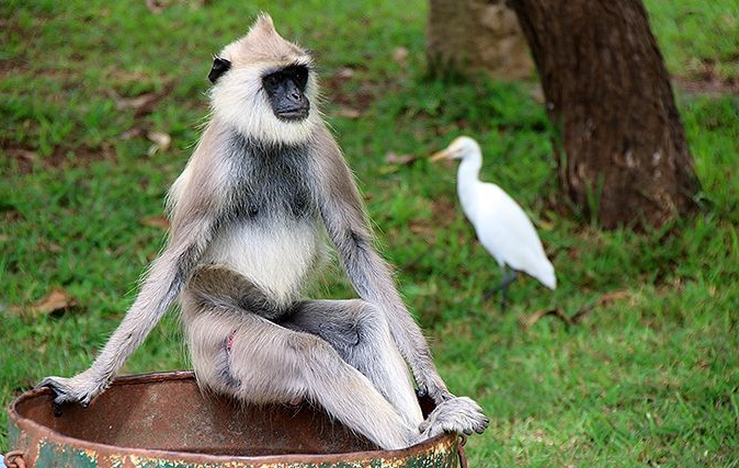 セイロン旅行.com,スリランカ旅行、貴重な旅行画像best100