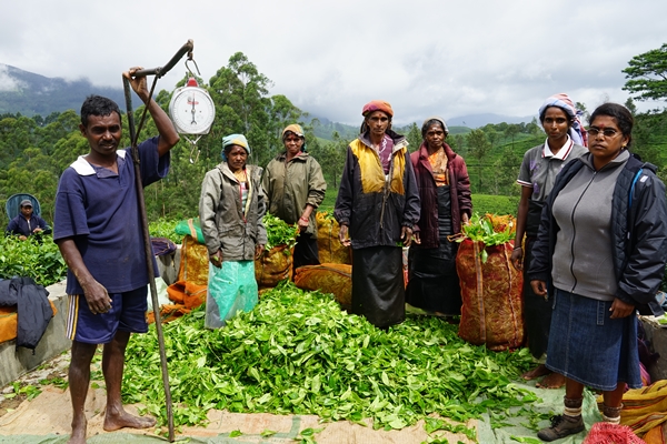セイロン旅行.com,スリランカ旅行、貴重な旅行画像best100