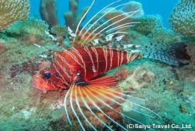 セイロン旅行.com,スリランカ旅行、貴重な旅行画像best100