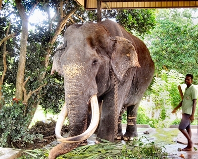 セイロン旅行.com,スリランカ旅行、貴重な旅行画像best100