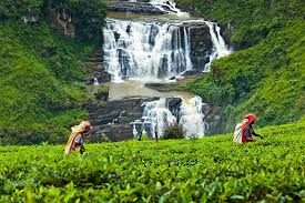 セイロン旅行.com,スリランカ旅行、貴重な旅行画像best100