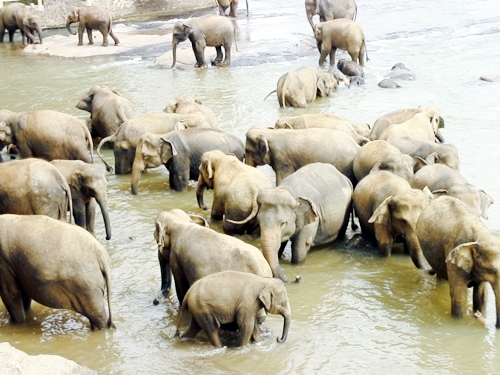 セイロン旅行.com,スリランカ旅行、貴重な旅行画像best100
