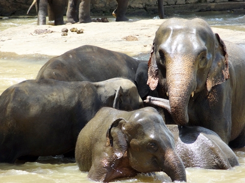 セイロン旅行.com,スリランカ旅行、貴重な旅行画像best100