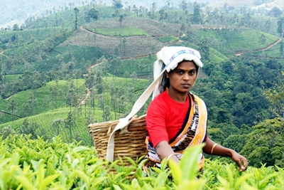 セイロン旅行.com,スリランカ旅行、貴重な旅行画像best100