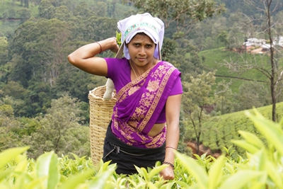 セイロン旅行.com,スリランカ旅行、貴重な旅行画像best100