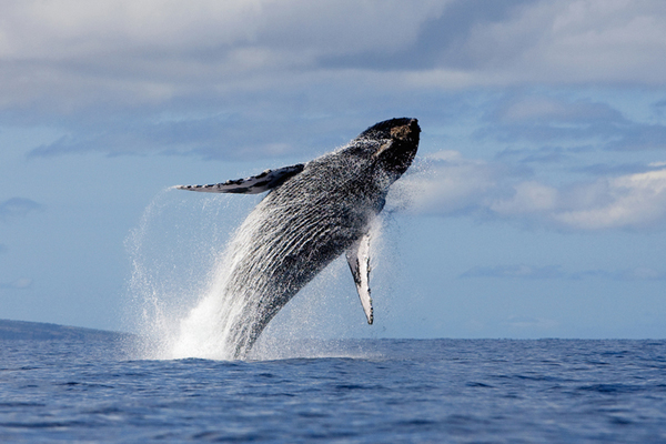 セイロン旅行.com,スリランカ旅行、貴重な旅行画像best100
